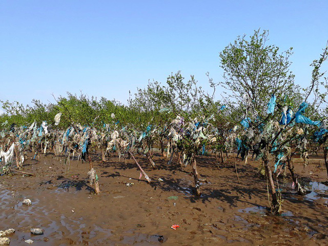 Thanh[-]Ho&aacute;:[-]Kinh[-]h&atilde;i[-]r&aacute;c[-]thải[-]quấn[-]chặt[-]c&acirc;y[-]rừng[-]ph&ograve;ng[-]hộ[-]ven[-]biển